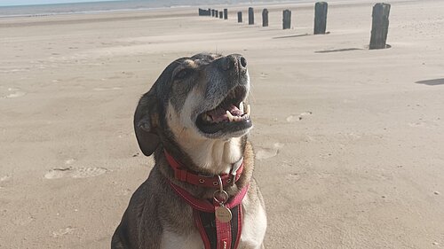 Happy dog on beach