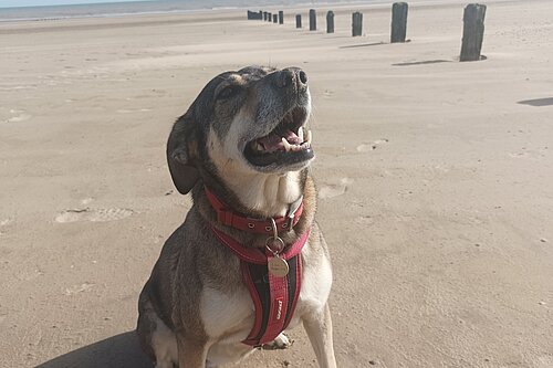 Happy dog on beach