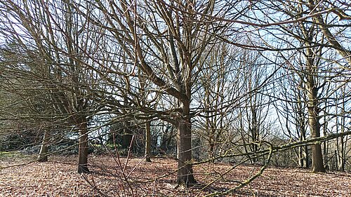 Trees in wood