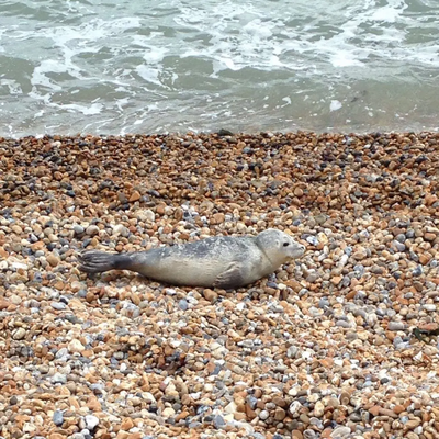 Image courtesy of British Divers Marine Life Rescue Seal on beach