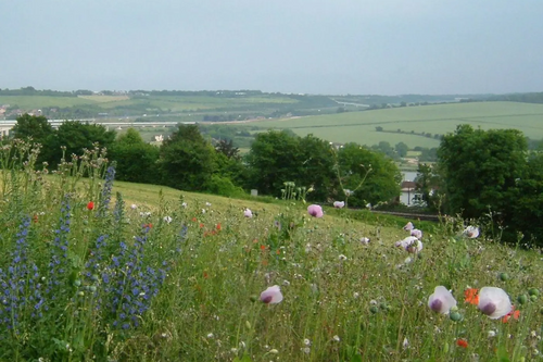 Kent Downs fields / flowers