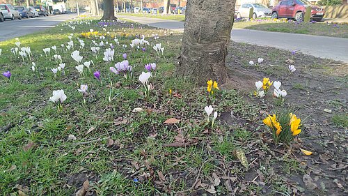 Verge flowers outside Folkestone & Hythe Civic Centre