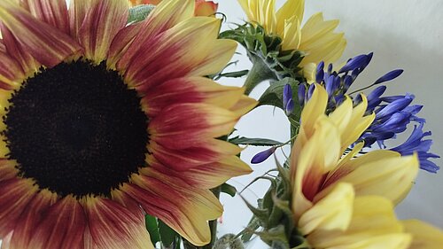 Cut flowers, including sunflowers